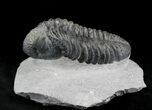 Excellent Drotops Trilobite With Great Eyes #24511-3